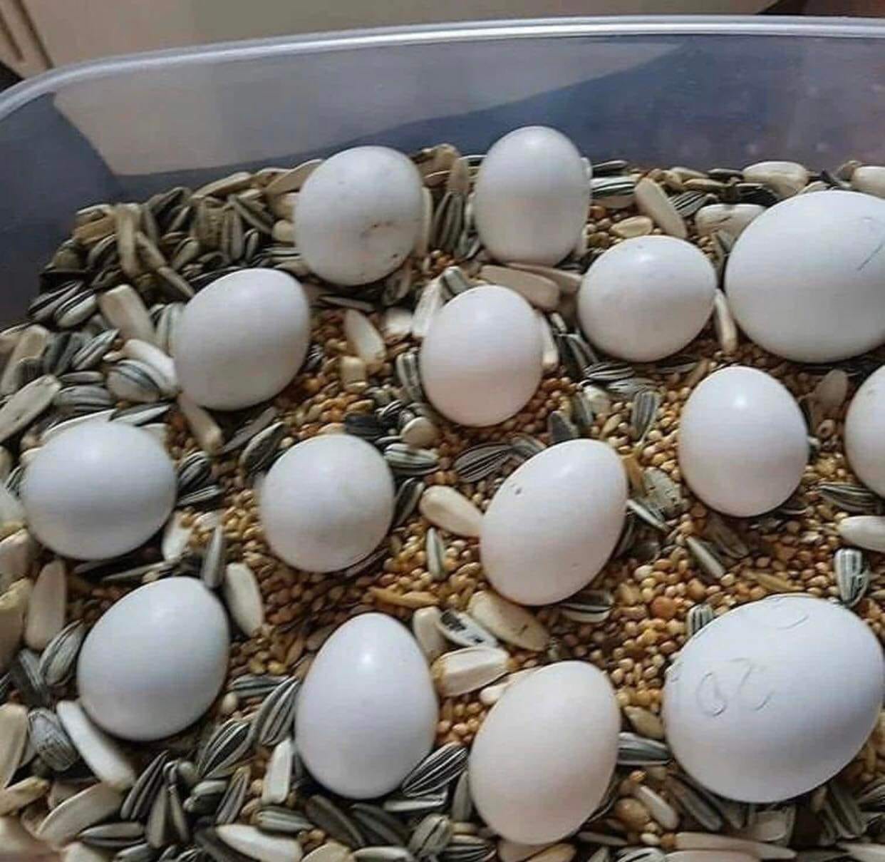 MACAW EGGS AFRICAN GREY  EGGS COCKATOO EGGS