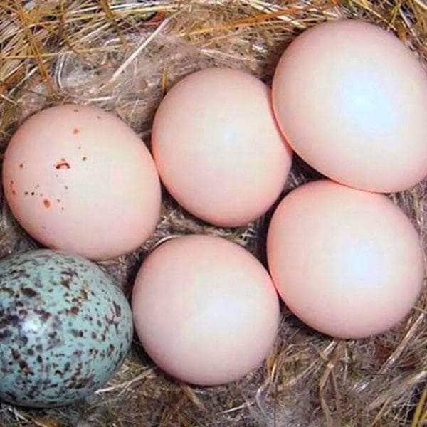 MACAW EGGS AFRICAN GREY  EGGS COCKATOO EGGS