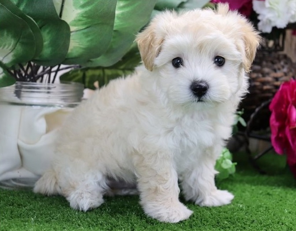 Maltipoo puppy male & female available
