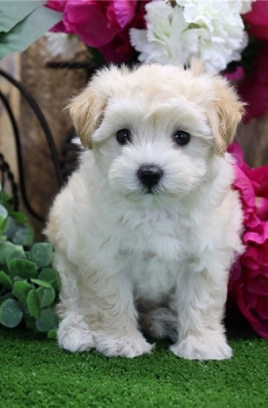 Maltipoo puppy male & female available