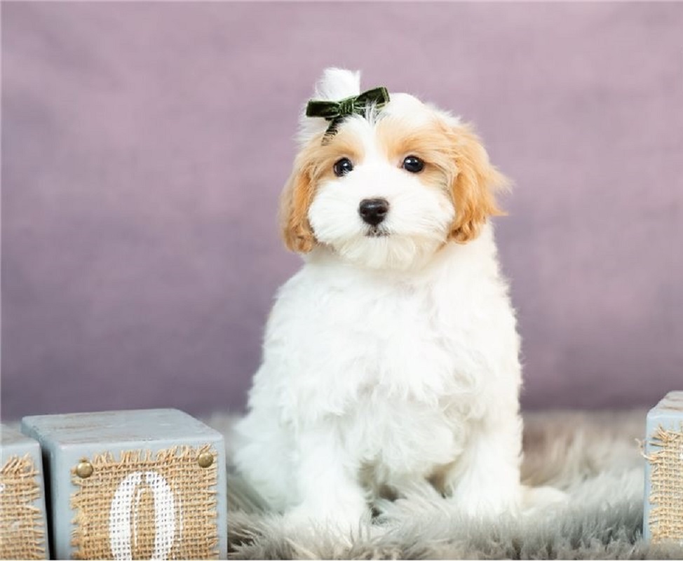 Maltipoo puppy male & female available