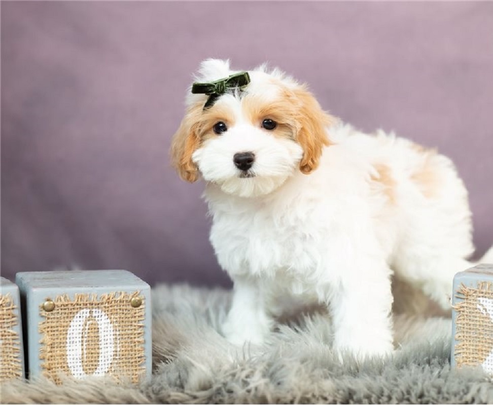 Maltipoo puppy male & female available