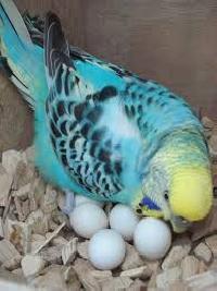 Exotic parrot available for sale  whatsApp number +639060393920
