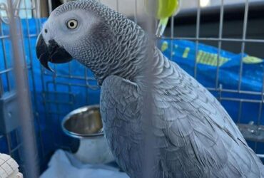 AFRICAN GREY PARROTS AND EGGS