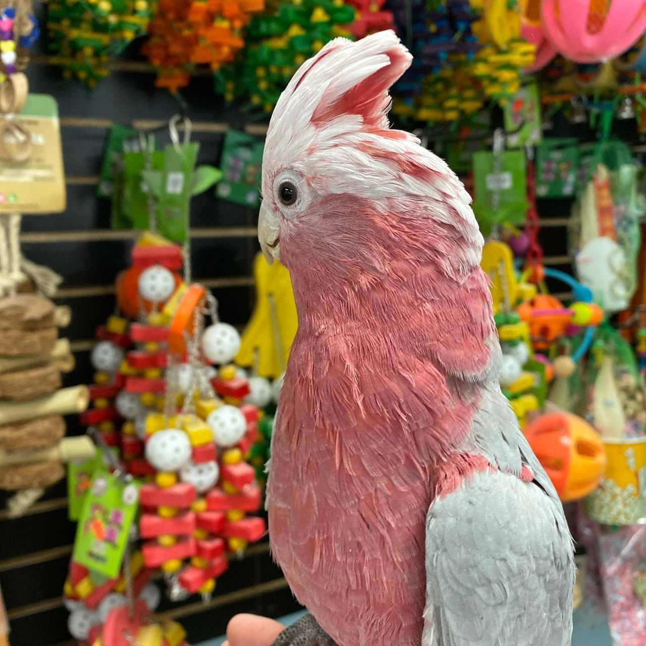 Exotic parrot available for sale  whatsApp number +639060393920