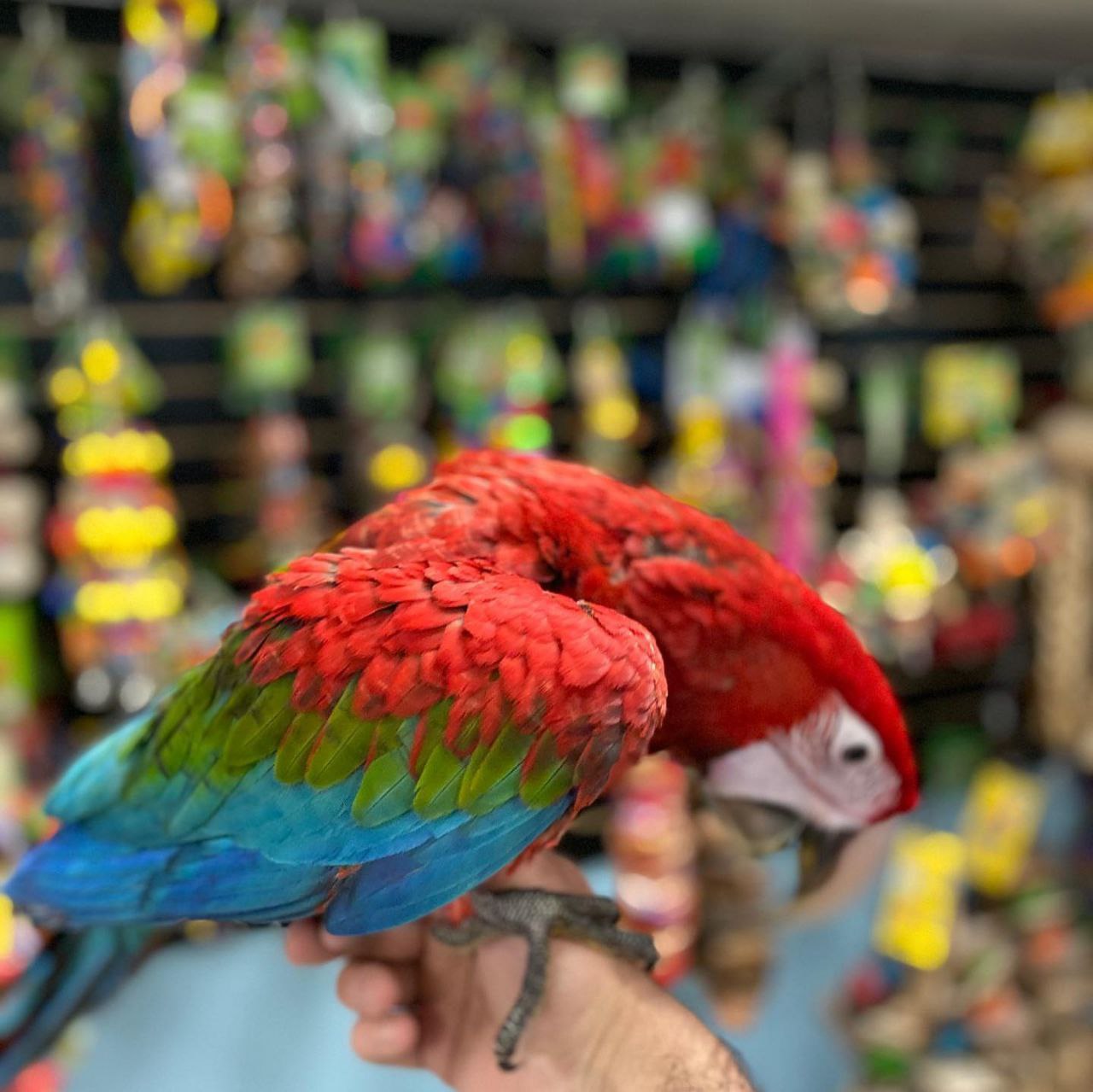 Exotic parrot available for sale  whatsApp number +639060393920