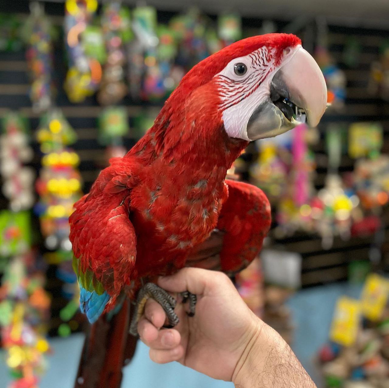 SCARLET  MACAW  PARROTS