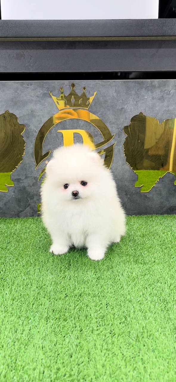 Pomeranian puppy male and female available