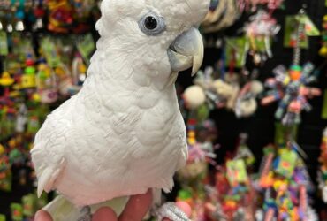 Exotic parrot available for sale  whatsApp number +639060393920