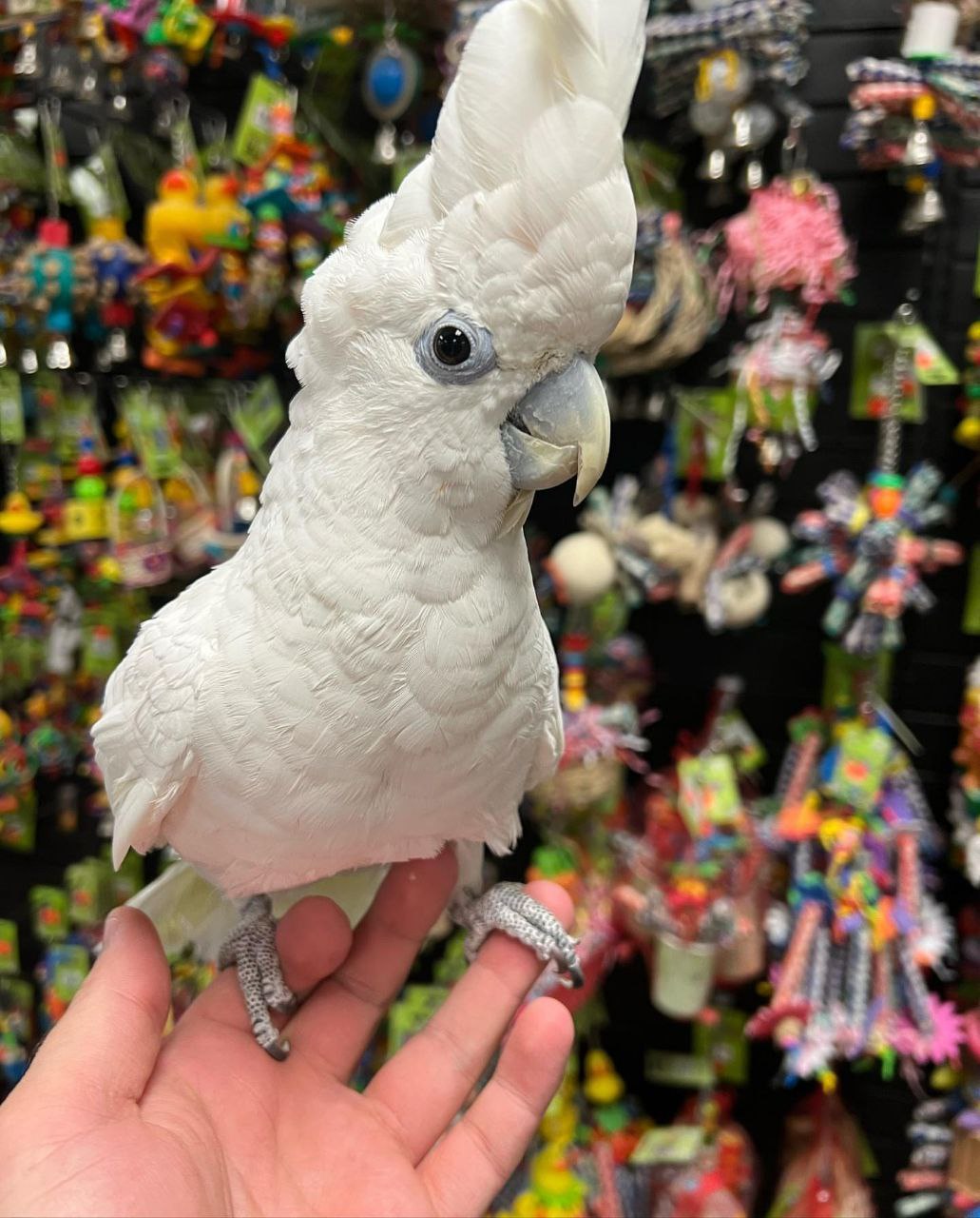 Exotic parrot available for sale  whatsApp number +639060393920