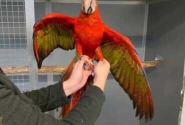 SCARLET  MACAW  PARROTS