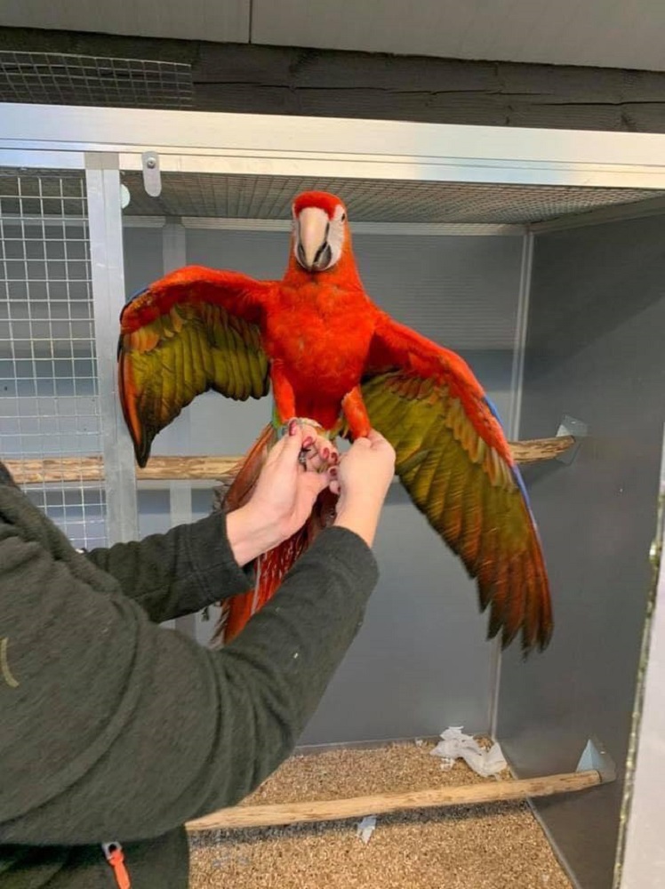 SCARLET  MACAW  PARROTS