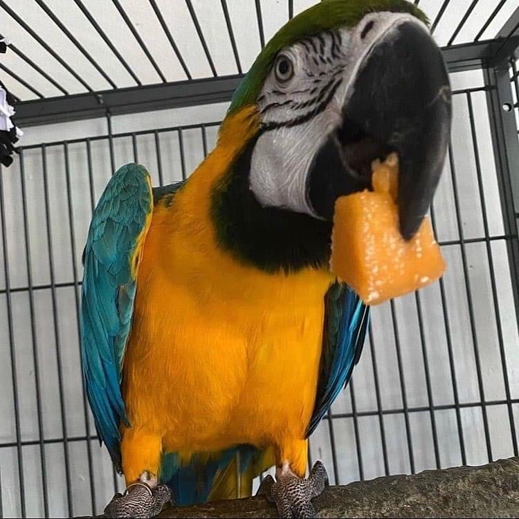 MACAW  PARROTS AND EGGS