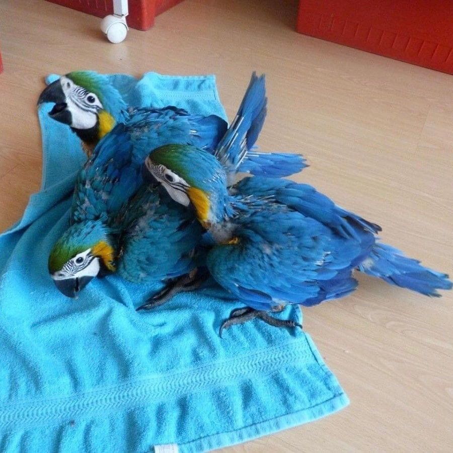 MACAW  PARROTS AND EGGS