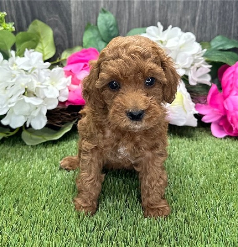 available  Toy Poodle