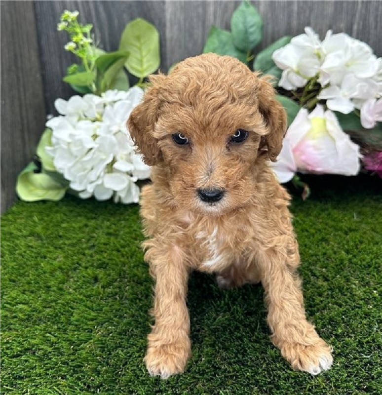 available  Toy Poodle