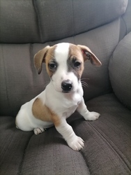 Beautiful Jack Russell puppies