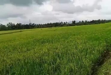 14.9 HECTARES BASAKAN LOT FOR SALE  in Dagohoy Bohol near proper