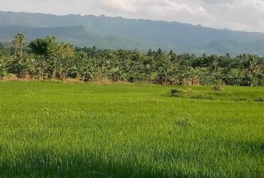10 HECTARES TITLED RICEFIELD FOR SALE IN BOHOL