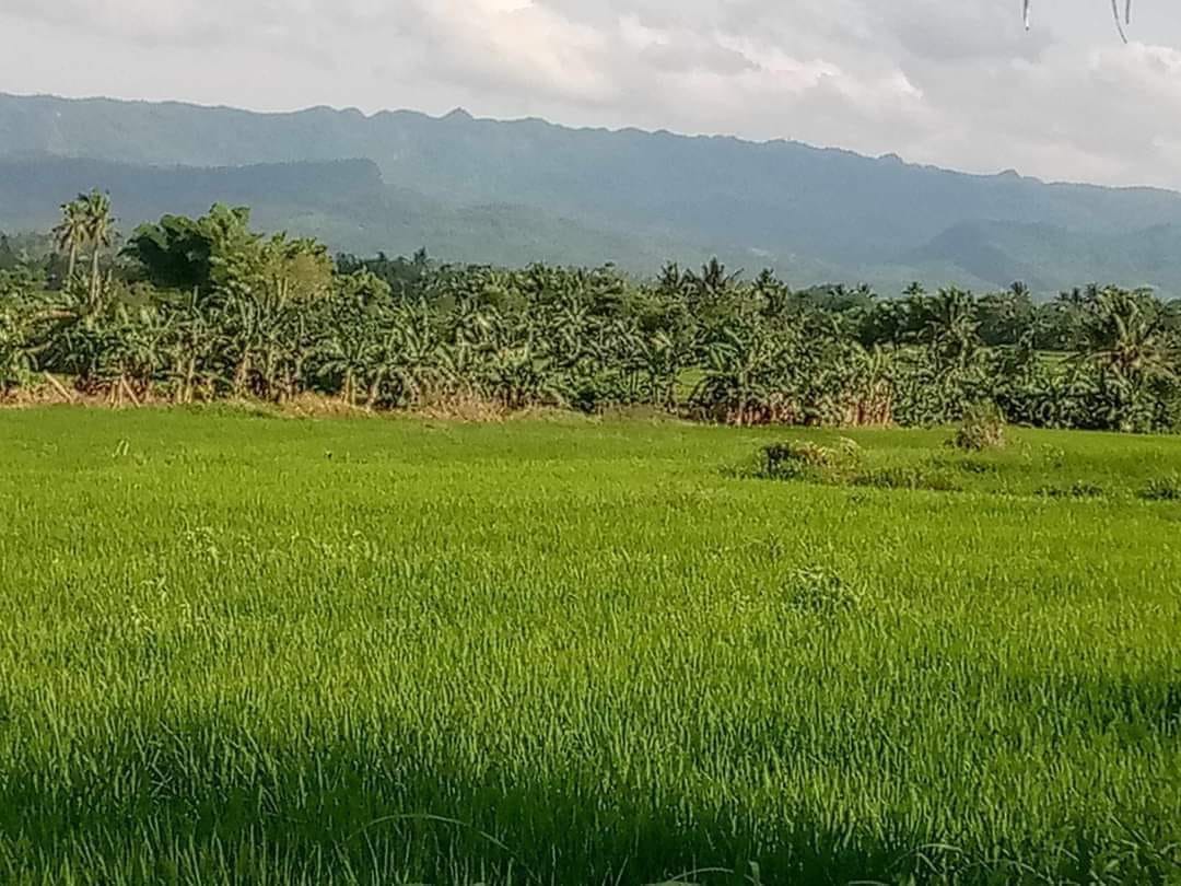 10 HECTARES TITLED RICEFIELD FOR SALE IN BOHOL