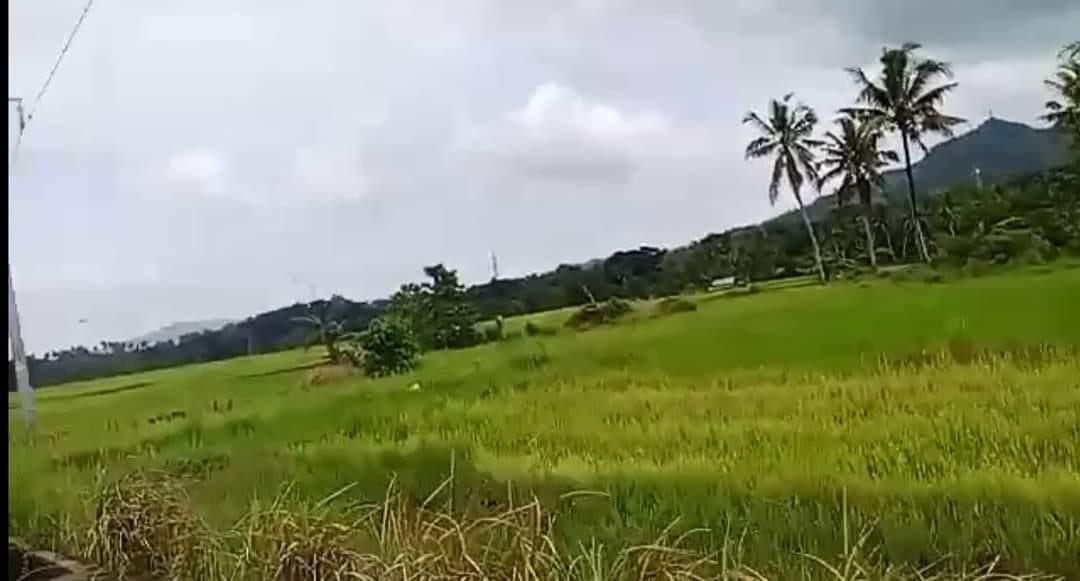 14.9 HECTARES BASAKAN LOT FOR SALE  in Dagohoy Bohol near proper