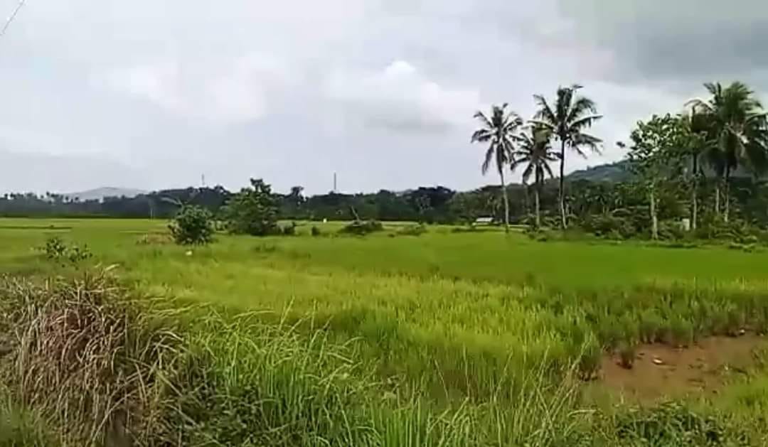 14.9 HECTARES BASAKAN LOT FOR SALE  in Dagohoy Bohol near proper