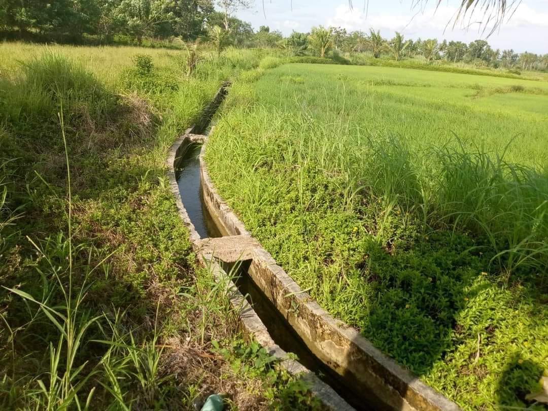 10 HECTARES TITLED RICEFIELD FOR SALE IN BOHOL