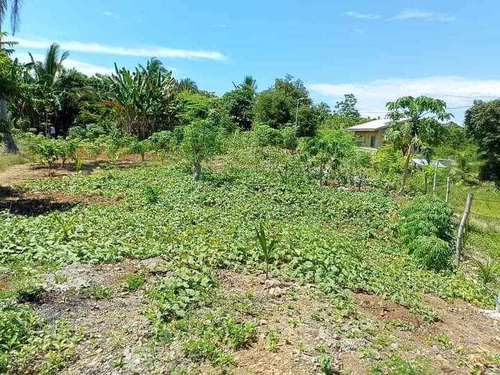 347 SQM BEACHLOT FOR SALE IN MEDELLIN,CEBU