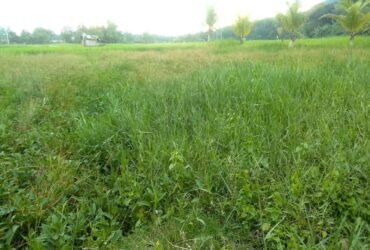 COMMERCIAL LOT FOR SALE Along national highway