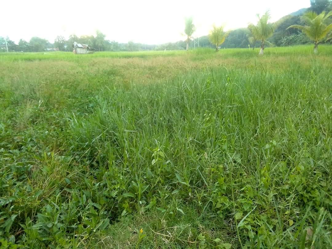 COMMERCIAL LOT FOR SALE Along national highway
