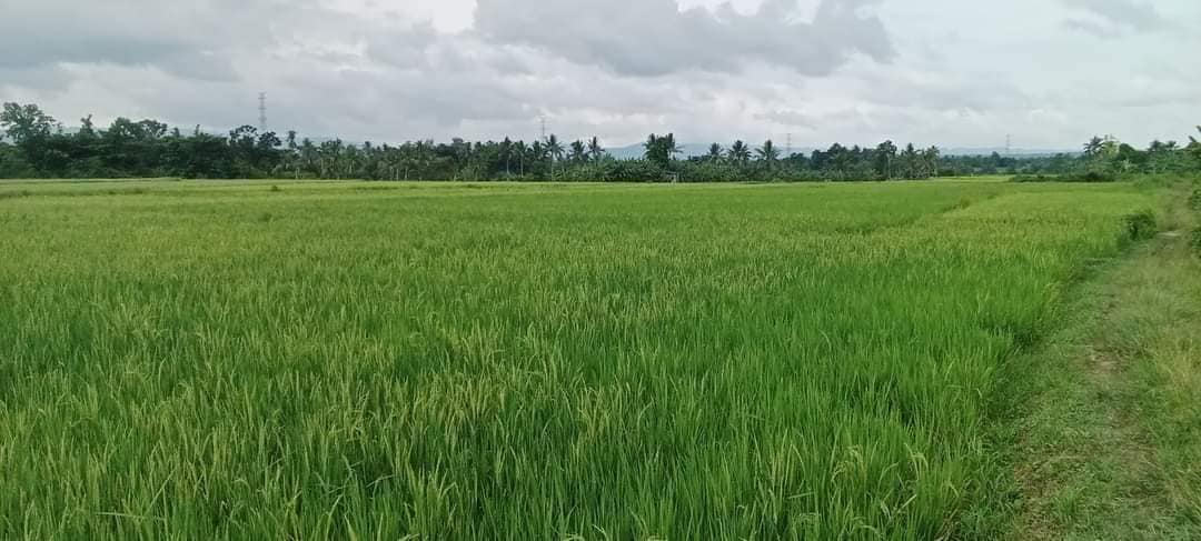 10 HECTARES TITLED RICEFIELD FOR SALE IN BOHOL