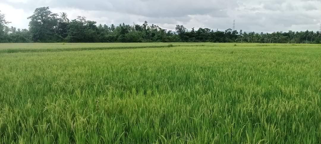 10 HECTARES TITLED RICEFIELD FOR SALE IN BOHOL