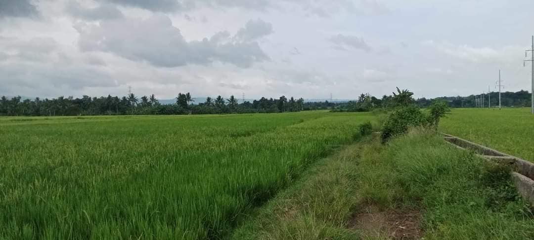 14.9 HECTARES BASAKAN LOT FOR SALE  in Dagohoy Bohol near proper