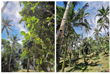 TITLED FARM LAND FOR SALE IN BALINGASAG, MISAMIS ORIENTAL