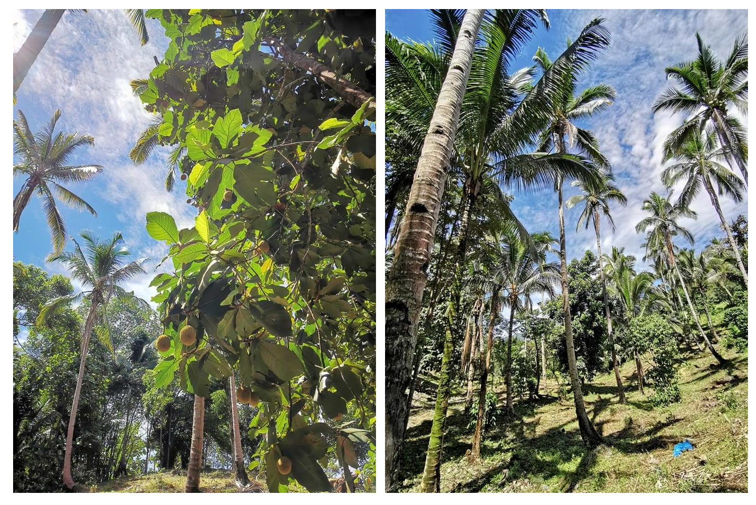 TITLED FARM LAND FOR SALE IN BALINGASAG, MISAMIS ORIENTAL