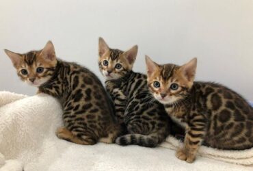 Bengal kittens
