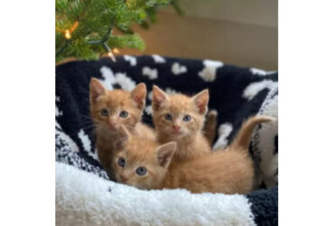 Maine Coon Kittens