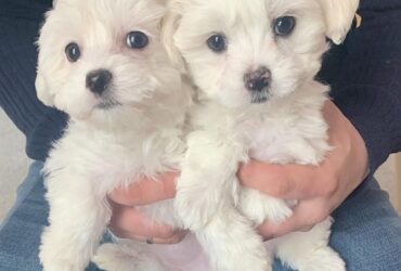 gorgeous maltese puppies
