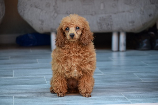 Poodles puppies