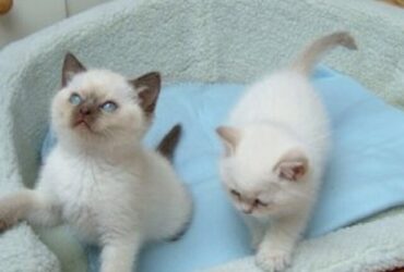 Ragdoll kittens