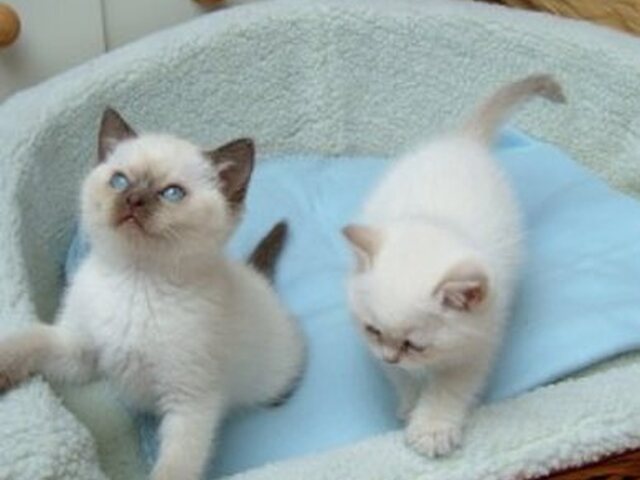 Ragdoll kittens