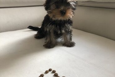 Teacup Yorkie Puppies For Sale