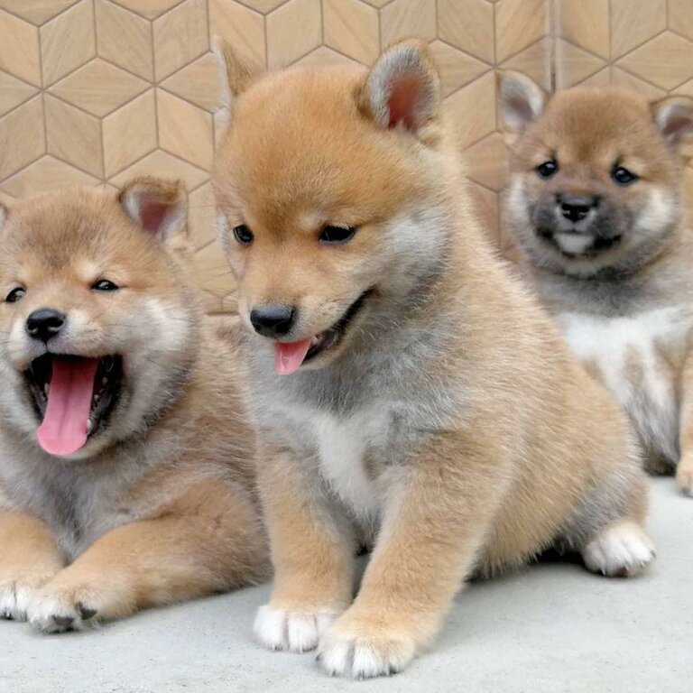 Shiba Inu Pups Viber:+63-945-413-6749