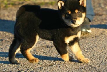 Shiba Inu Pups Viber:+63-945-413-6749