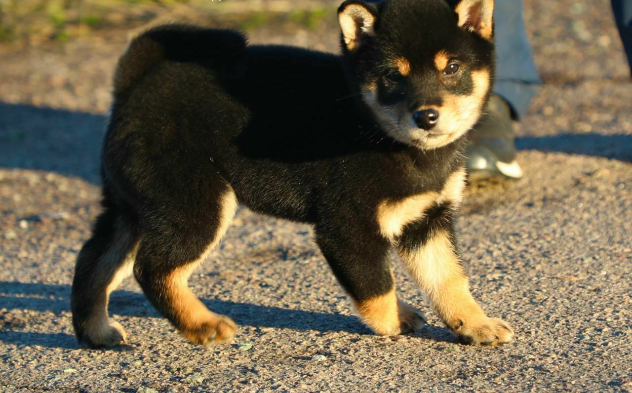 Shiba Inu Pups Viber:+63-945-413-6749