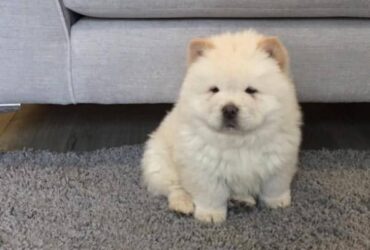 chow chow puppies Viber:+63-945-413-6749