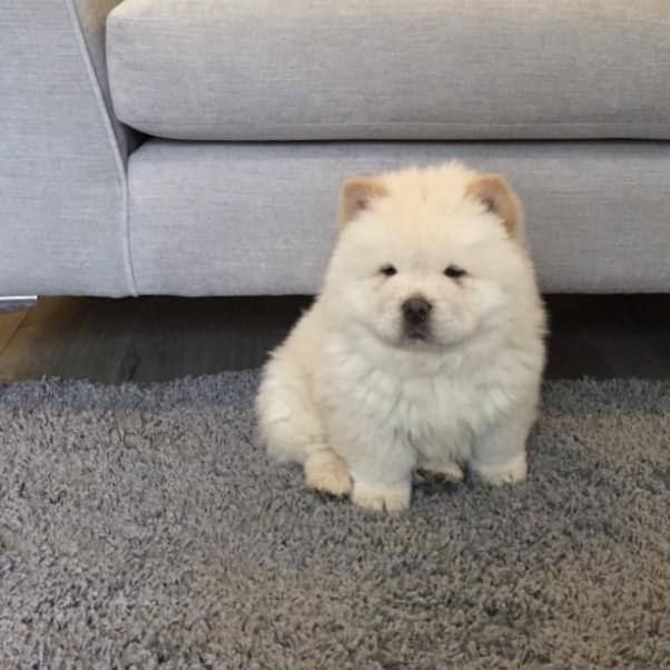 chow chow puppies Viber:+63-945-413-6749