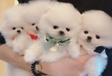 pomeranian pups Viber:+63-945-413-6749