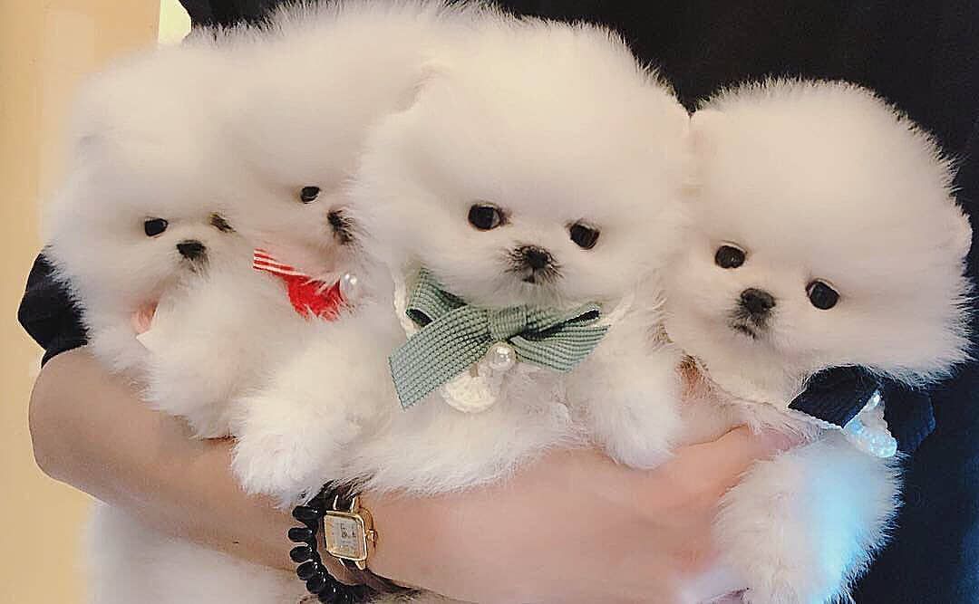 pomeranian pups Viber:+63-945-413-6749