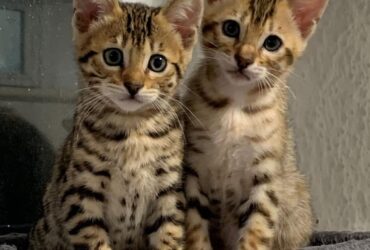 Bengal kittens Viber:+63-945-413-6749